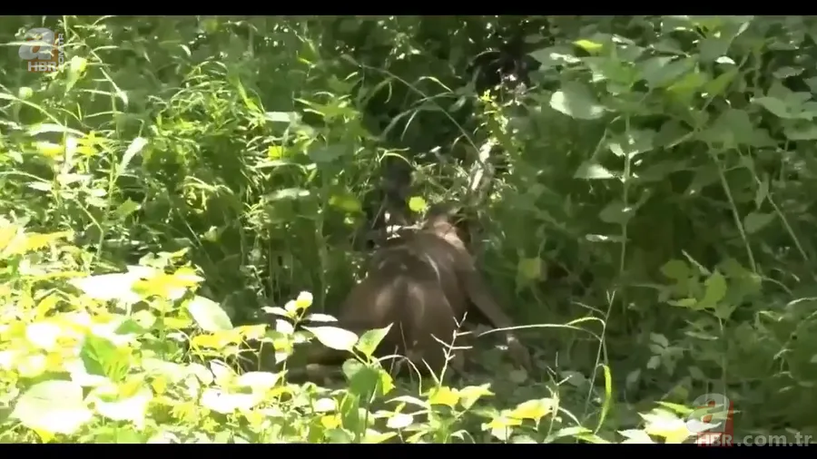 Anakonda yılanı ineği tek lokmada yuttu! O anlar böyle görüntülendi 9