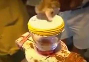 Yılan zehri kanı bakın ne hale getirdi!