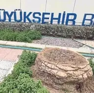 İzmir’de palmiye katliamı