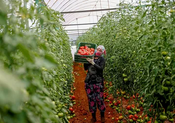 Antalya'da yaş sebze meyve ihracatı arttı
