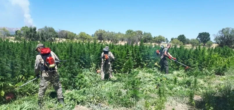 İçişleri Bakanlığı duyurdu: Diyarbakır'da 22 milyon kök kenevir ele geçirildi