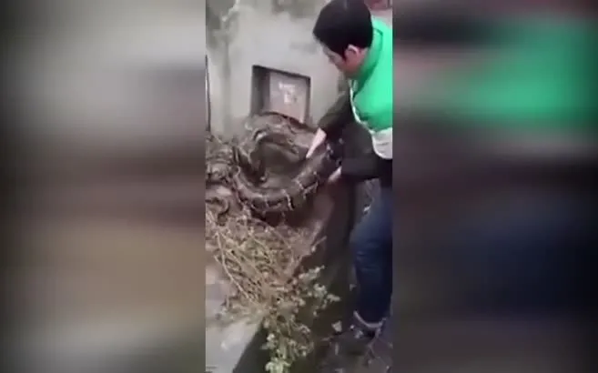 mezara girmeye calisan dev yilan