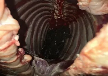 Koyun etinden tabanca çıktı