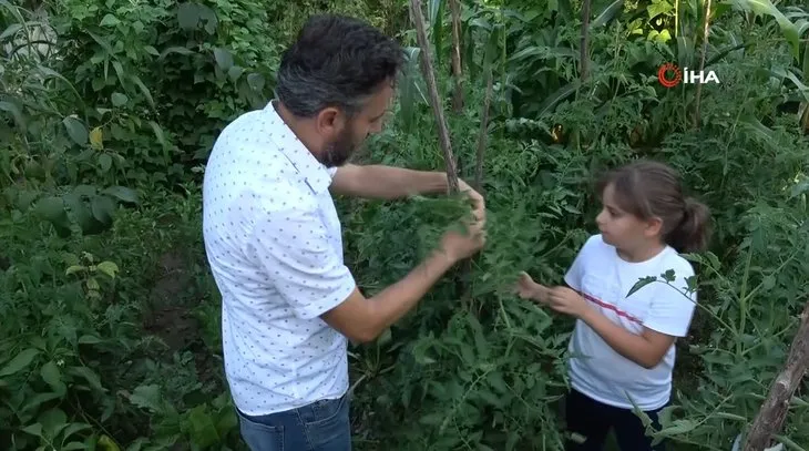 Baba ve kızı bahçeyi gezerken buldu! Görenleri hayrete düşüren domates
