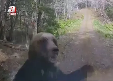 Ayı alarmı: Ordu devreye girdi