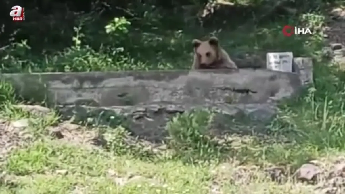 Kastamonu'da çeşme başında serinleyen ayı kamerada