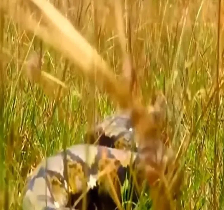 Dev piton timsaha aniden saldırdı! Vahşi doğada yaşam mücadelesi kameraya yansıdı