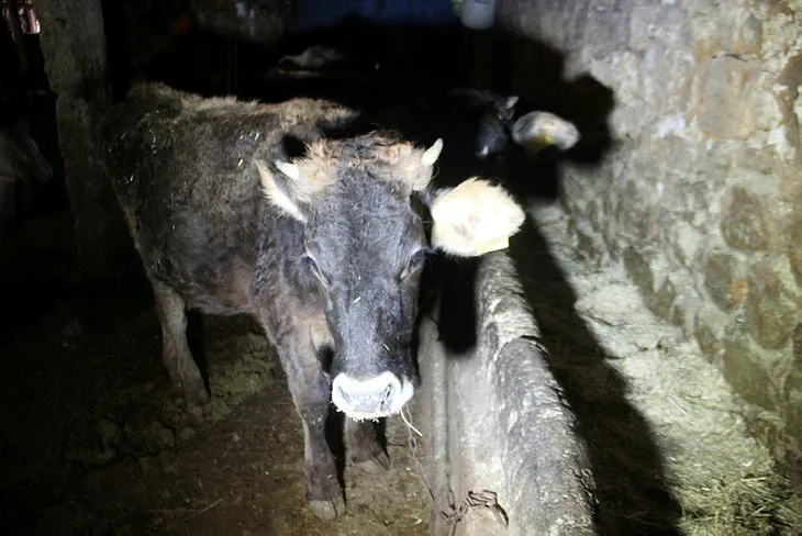kara-yoluna-cikan-inegin-sahibine-108-lira-ceza-1575735714738.jpg Kara yoluna çıkan ineğin sahibine 108 lira ceza - 2