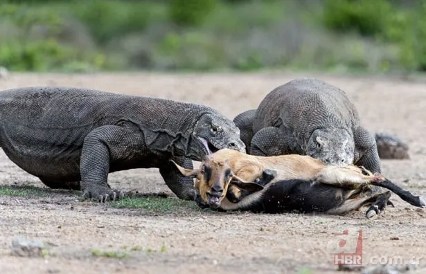 Vahşi doğadan inanılmaz görüntüler 21