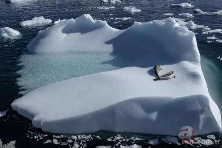 Canlı yaşamının koruyucuları! Türk bilim insanları Antartika’da kirliliğin peşinde!