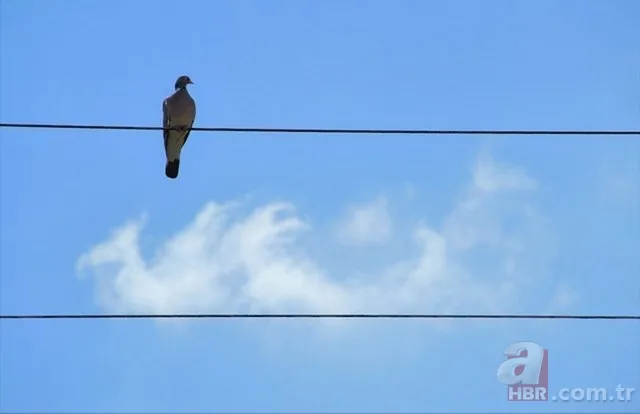 Kuşlar Neden Elektrik Tellerinden Zarar Görmez? ⚡ Gizem Çözüldü: Meğer... 1