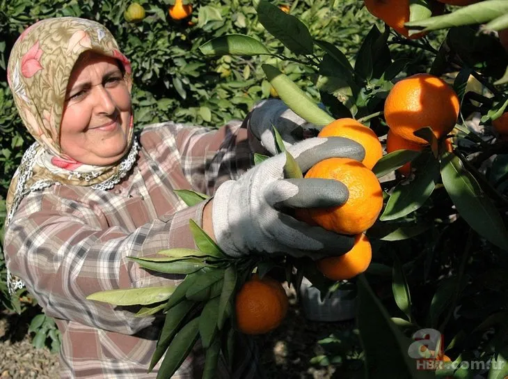 Günde 2 taneden fazla mandalina yemek tahmininizden daha zararlı