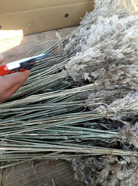 Manisa’da köylülerin topladığı ürünler 4 ülkeye peyzaj ürünü olarak ihraç ediliyor - 2