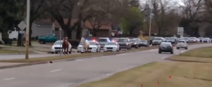 Kaçak atlar trafiği felç etti