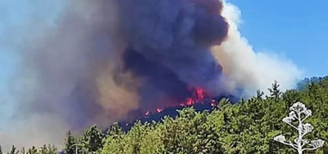 Son dakika: Muğla Milas’ta orman yangını! 3 helikopterle müdahale