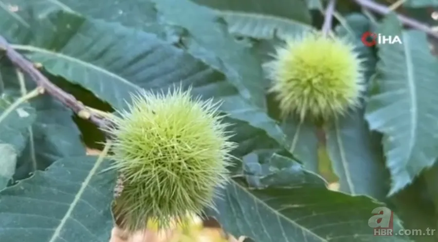 İnternetten gördü yapılamaz denileni yaptı! İlçede bir ilk: Hasat için geri sayım başladı 6