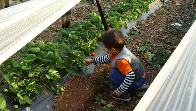 Adana’da şehir hayatından kaçıp çilek bahçesi kurdu! Siparişlere yetişemiyorlar - 5