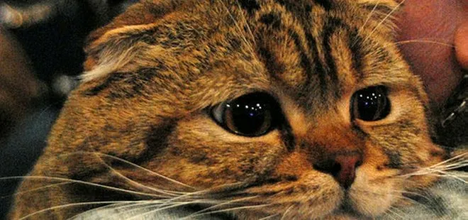 Rusya’da şok! 5 yaşındaki bir kedide koronavirüs çıktı
