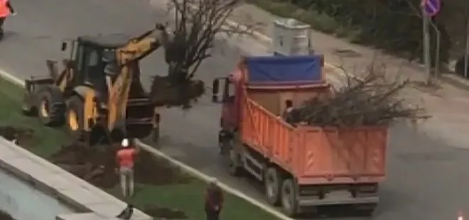 Son dakika: CHP’li İBB’den bir katliam daha: Ataşehir’de ağaçlar iş makineleriyle güpegündüz söküldü! Vatandaşlar isyan etti