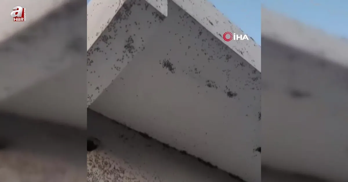 Siirt’te bir evin dış cephesini sinekler istila etti