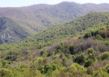 İzmir'den flaş karar: Ormanlık alana girişler yasaklanıyor