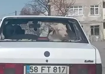 Buzağıyı otomobille veterinere götürdüler