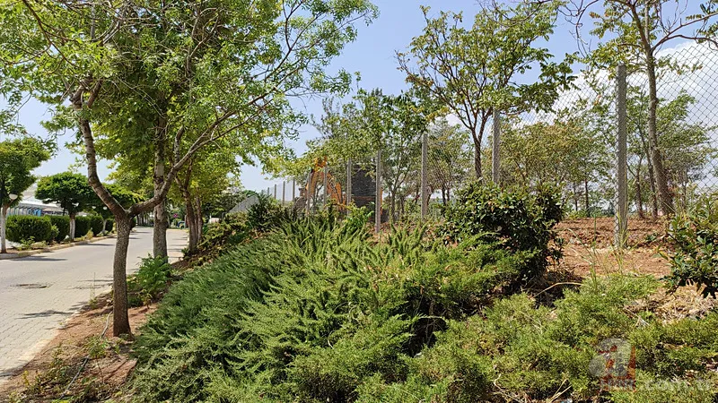 Köpekler koruma altındaki ceylanları parçalayarak yedi 3