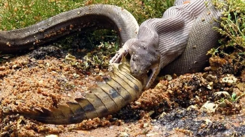 Piton dev timsahı tek lokmada yuttu! Vahşi doğada inanılmaz anlar