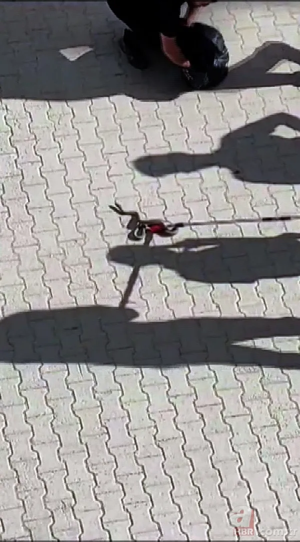 Görüntüler Türkiye’den! Anakonda büyüklüğündeki yılan dehşete düşürdü 2