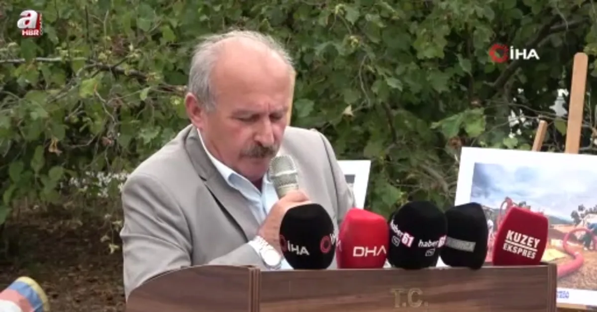 Arsin Foşa fındığının hasadı başladı
