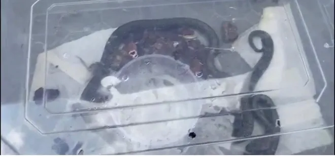 Uzunluğu tam 3 metre! İstanbul'da Piton operasyonu