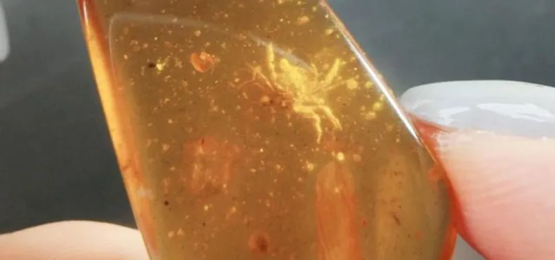 Kuzey Myanmar'da 100 milyon yıllık yengeç bulundu! Dinazorlar döneminde yaşamış