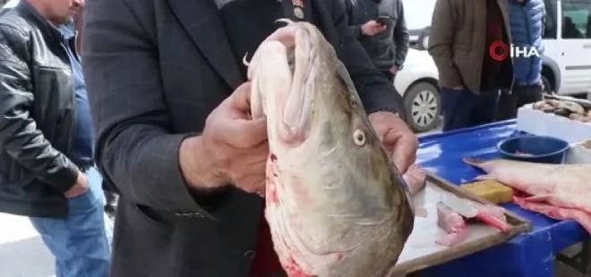 Erzincan’da 33 kiloluk dev balık görenleri hayrete düşürüyor