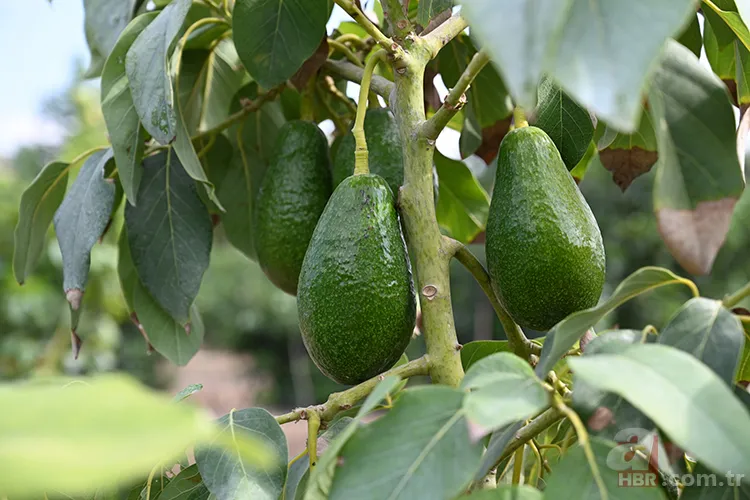 Atmayın, yiyin! Uzmanlar açıkladı: Kararan avokadonun bilinmeyen gerçekleri 2
