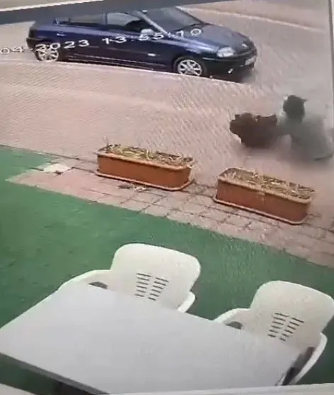 1681388046196.jpg Antalya’da teldeki kuşu kurtarmak isterken ölümden döndüler: Her şey bir anda oldu - 3