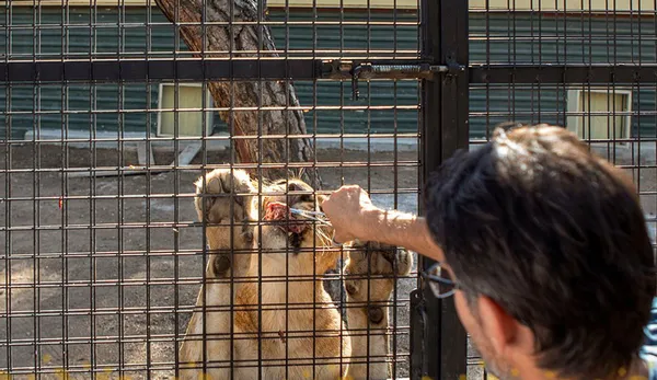 Buna kim izin verdi! Aslan safarisine büyük tepki - 3