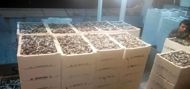 Kastamonu Da Bir Gecede 500 Ton Hamsi Avlandi A Haber En Son Haberler