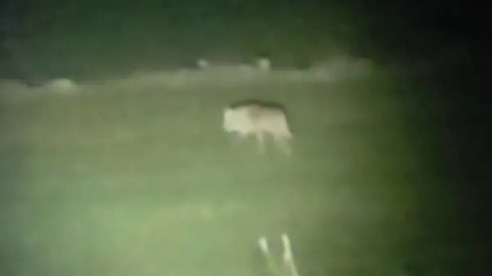 Yerini tam söylemem gizli tutuyorum dedi! Sivas’ta tüyler ürperten bağ