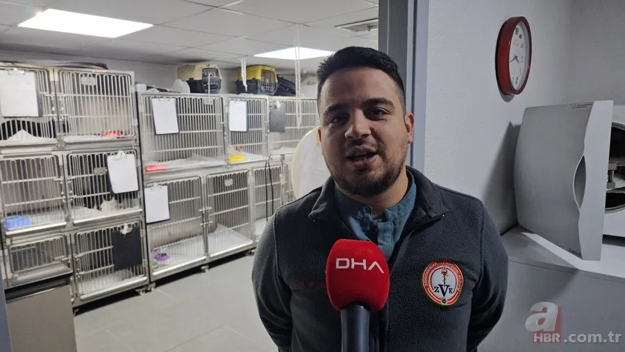 Kedinin midesindeki vantuz 4 yıl sonra fark edildi 5