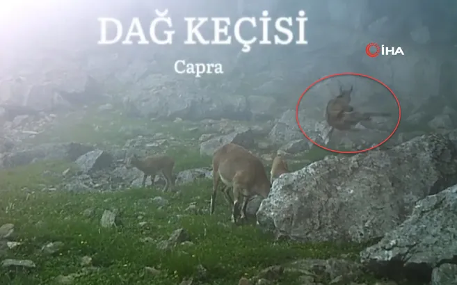 Resmen rövaşata çekti! Zıp zıp zıplayıp annelerini darladılar! İşte belgeselleri aratmayan görüntüler…