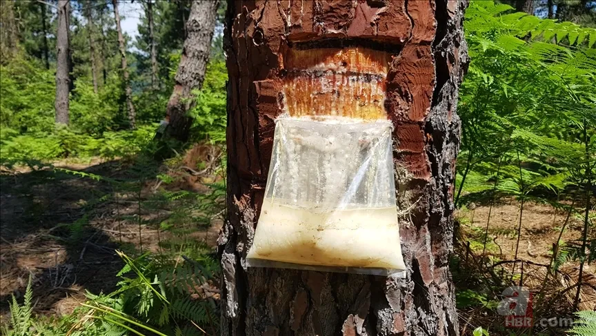 Egzamanın kökünü kurutan doğal ilaç tarifi! 6