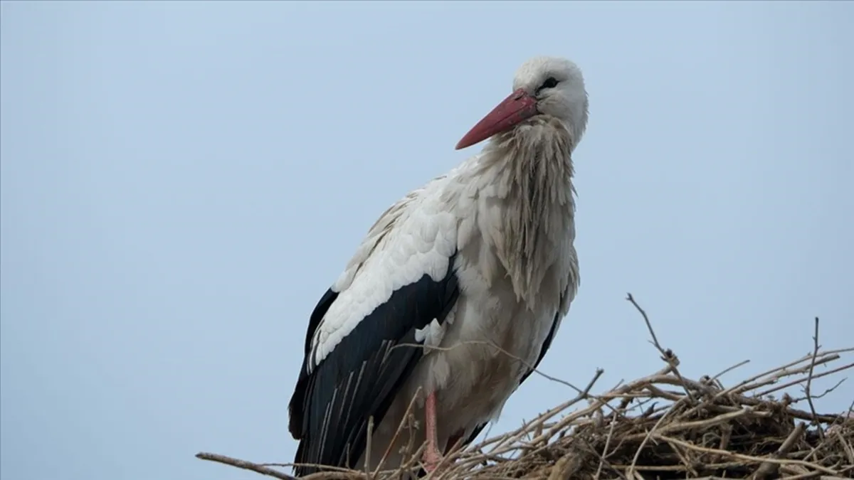 Baharın müjdecisi leylekler Kars'a geldi