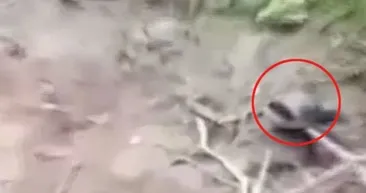 Ormanda dehşet! Tuvalete giden adam kaplana yem oldu