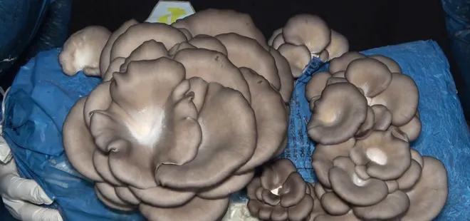 Talep yağıyor! 3 mühendis arkadaş bir araya gelip üretti