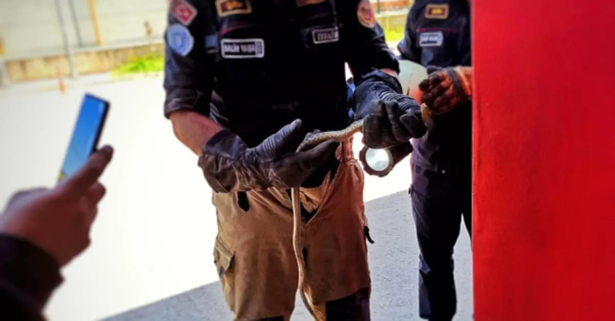 Otomobilin içinden çıkan korkuttu! Hemen telefona sarıldı