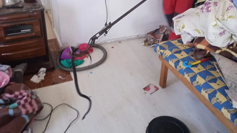 Evde zehirli yılan paniği! Yatak odasına gizlendi… 🐍