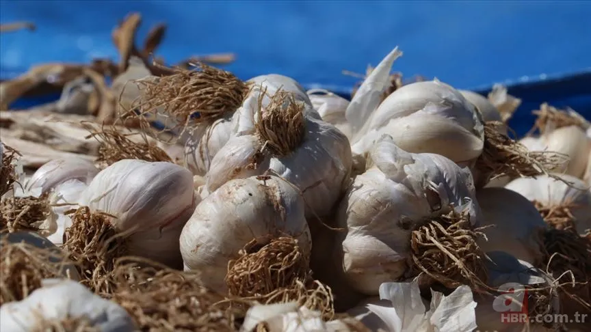 Koreliler böyle iyileşiyor! Sarımsağı parmaklarına sarıp bekleyin... 6