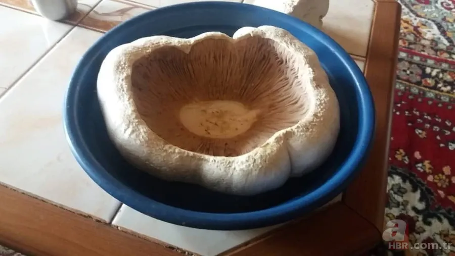 Gümüşhane’de görenleri şaşkına çeviren dev mantar! 5