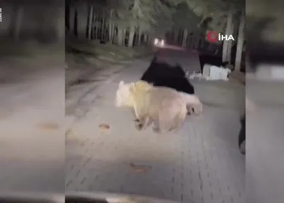 Beslemeye çıktı! Ayı saldırısına uğradı