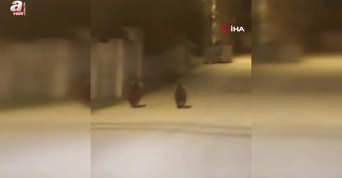 Yolda koşan ayılar kamerada